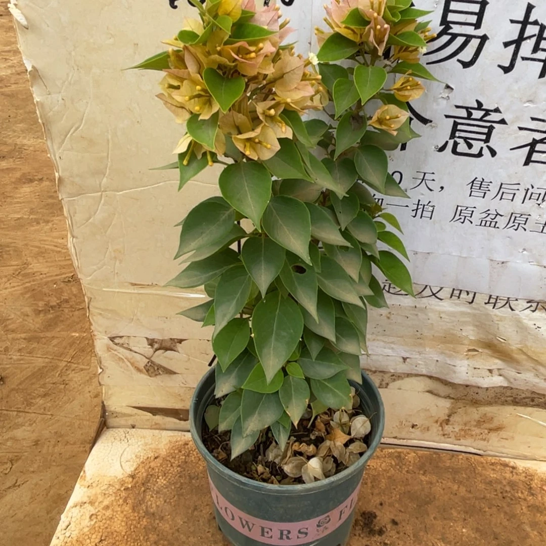当前无花朵，栽培后可花朵塔黄单棵