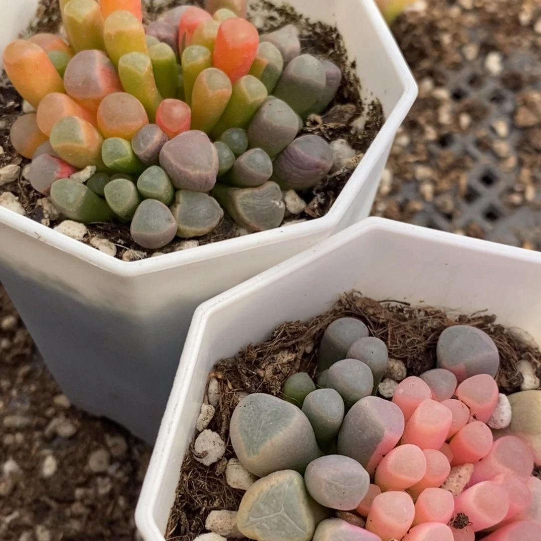 1468两颗一组两颗