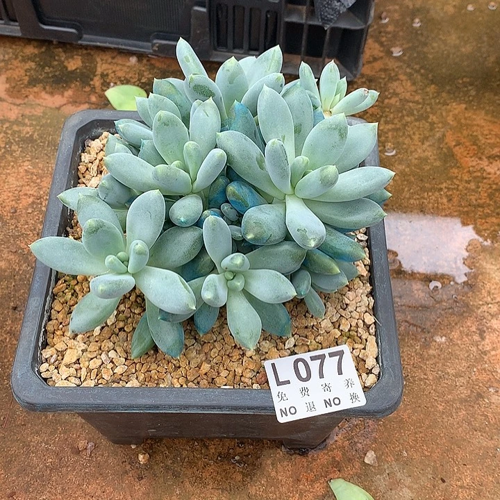 胖体哥特自然群 多肉植物，9.25号左右发