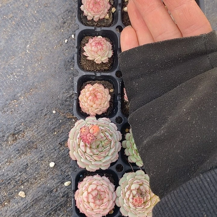 105 多肉植物盆栽花卉植物