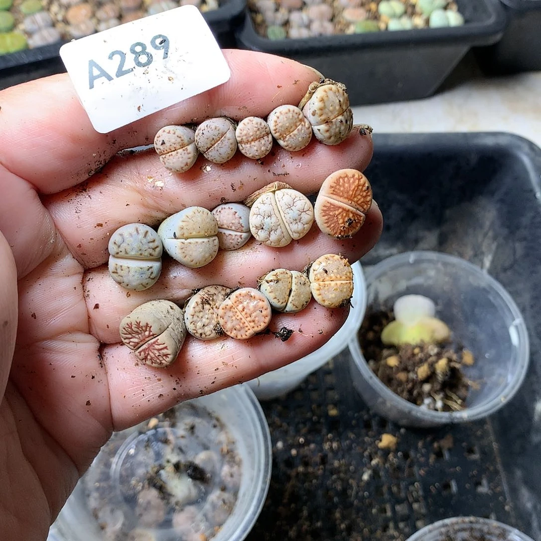 阿**7A289多肉植物保护研究所