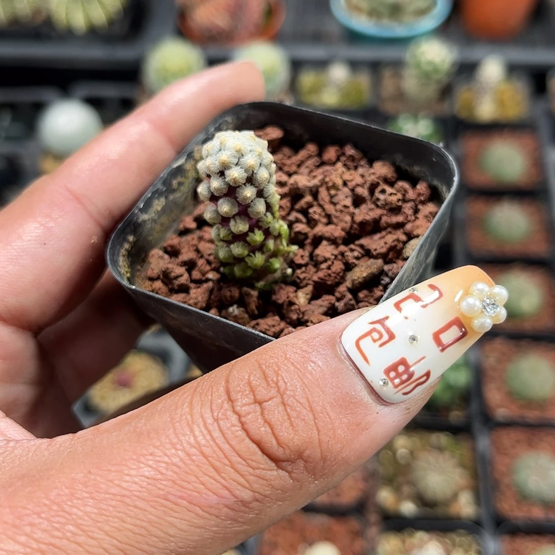 戴斯油单头发货单头