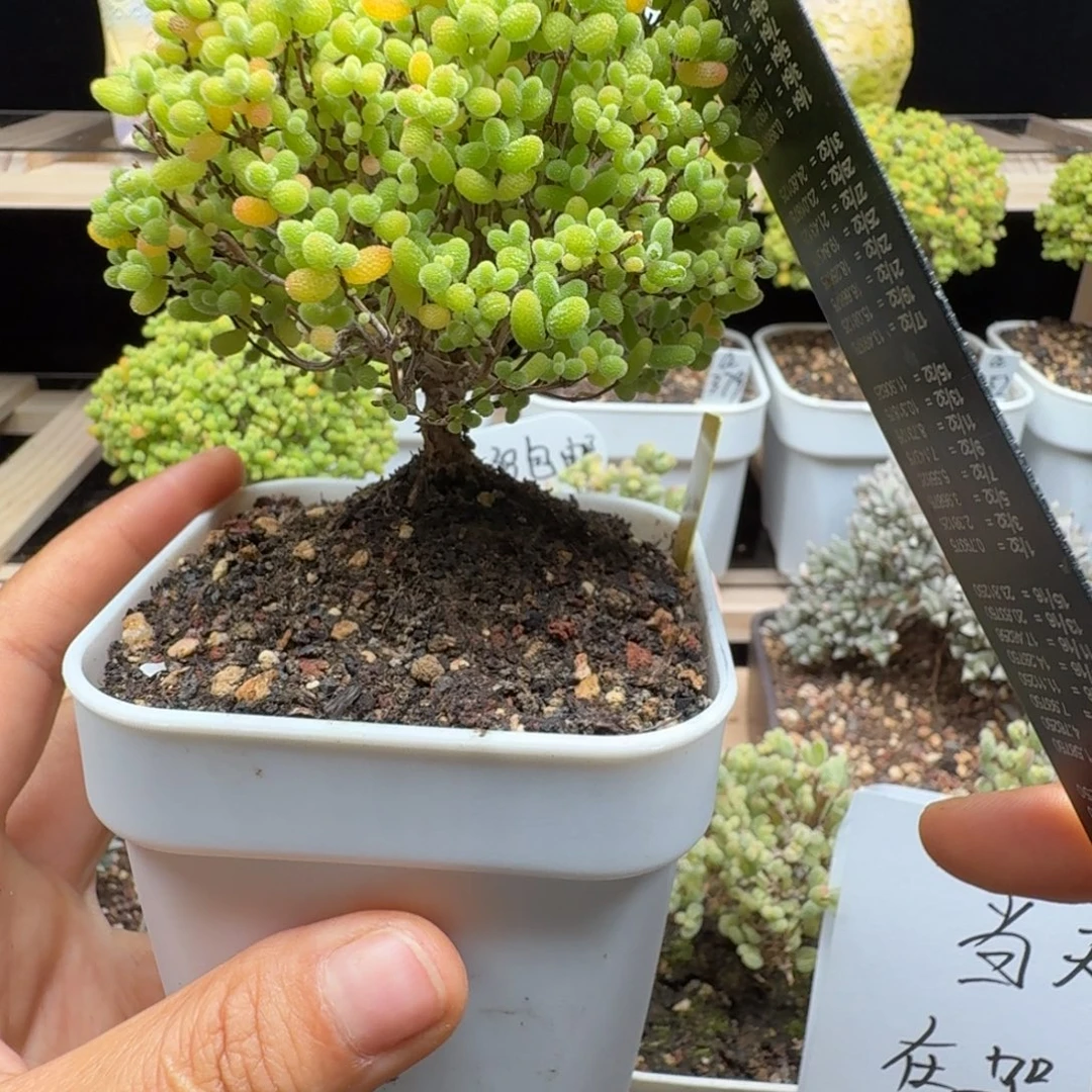 c14和蜜橘冠服9厘米左右