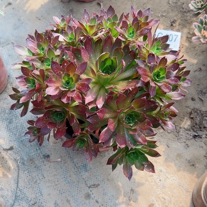 407凤凰多肉植物