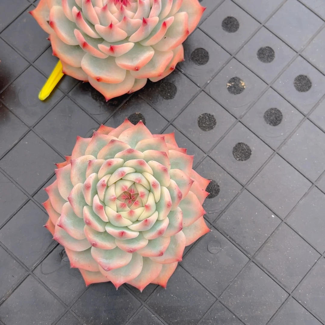 10111111111111111111