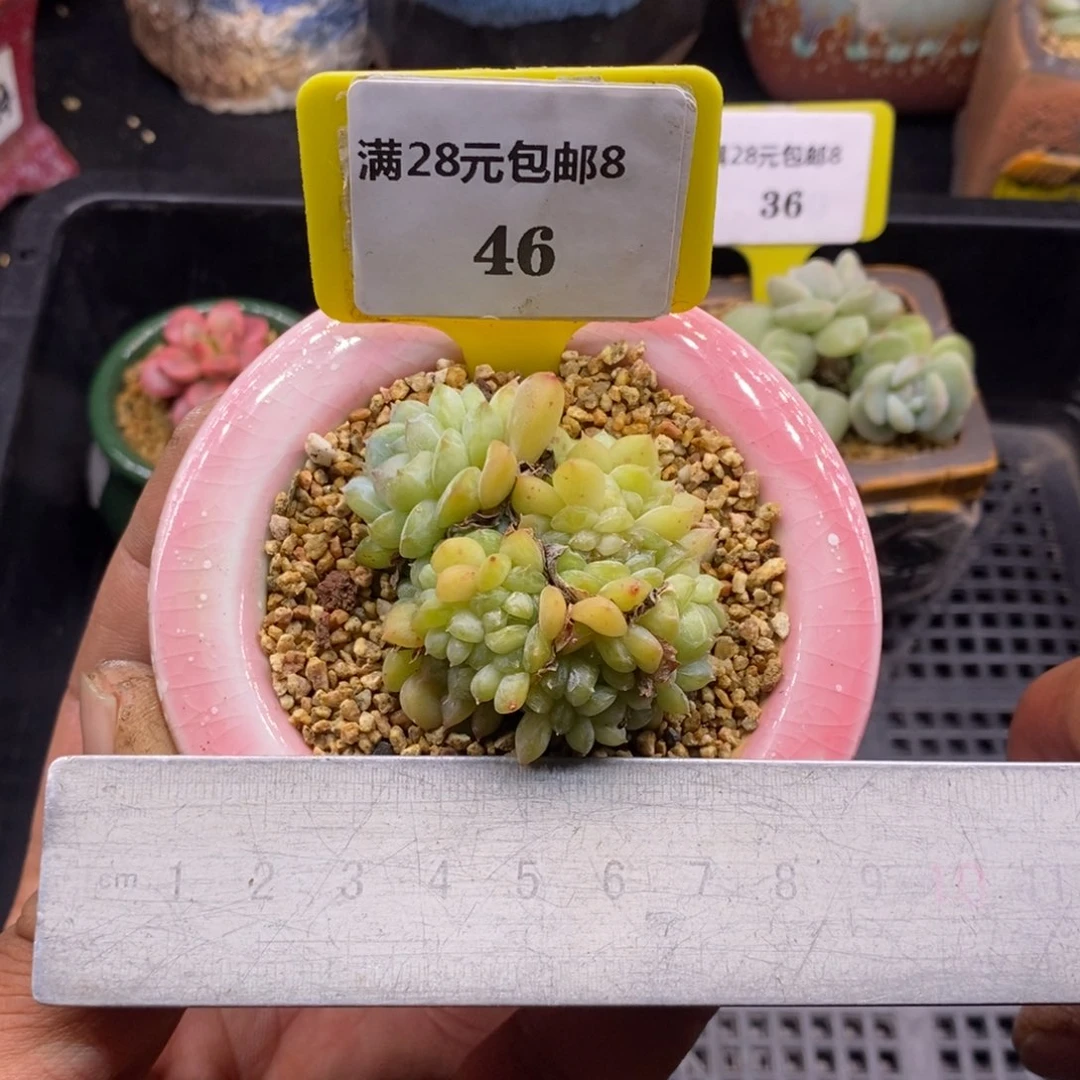 846绿冰晶缀化多肉植物