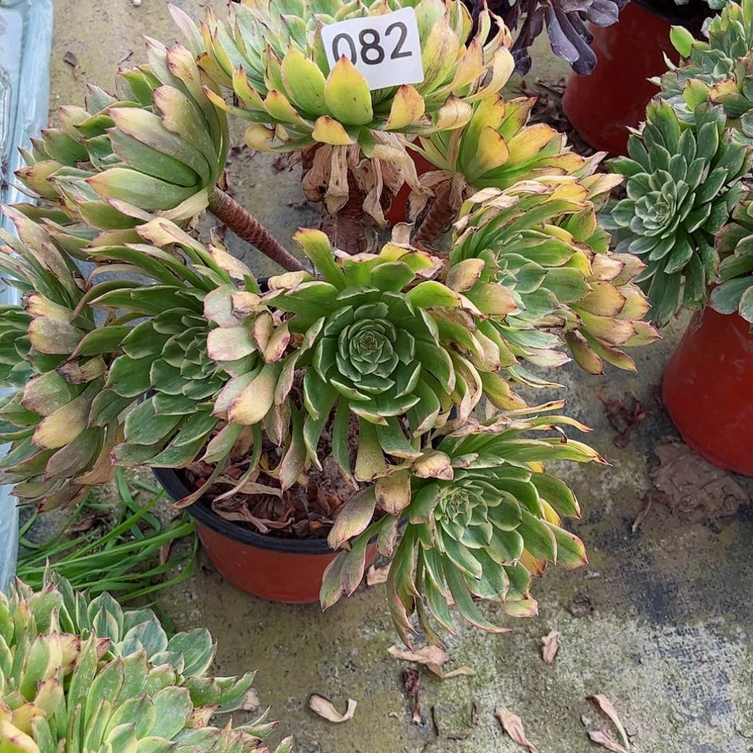 多肉植物玉兔082