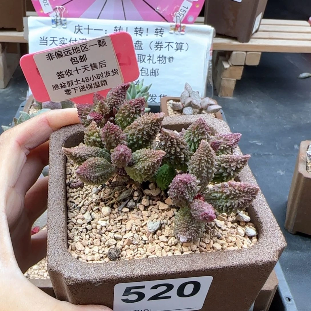 一*520擎苍多肉植物