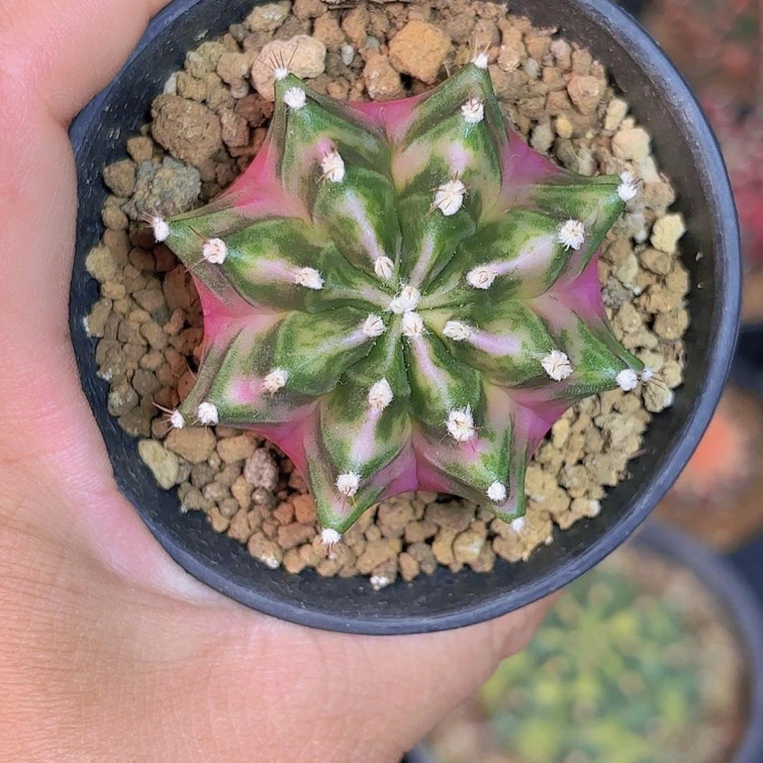 泰系米哈仙人球4800