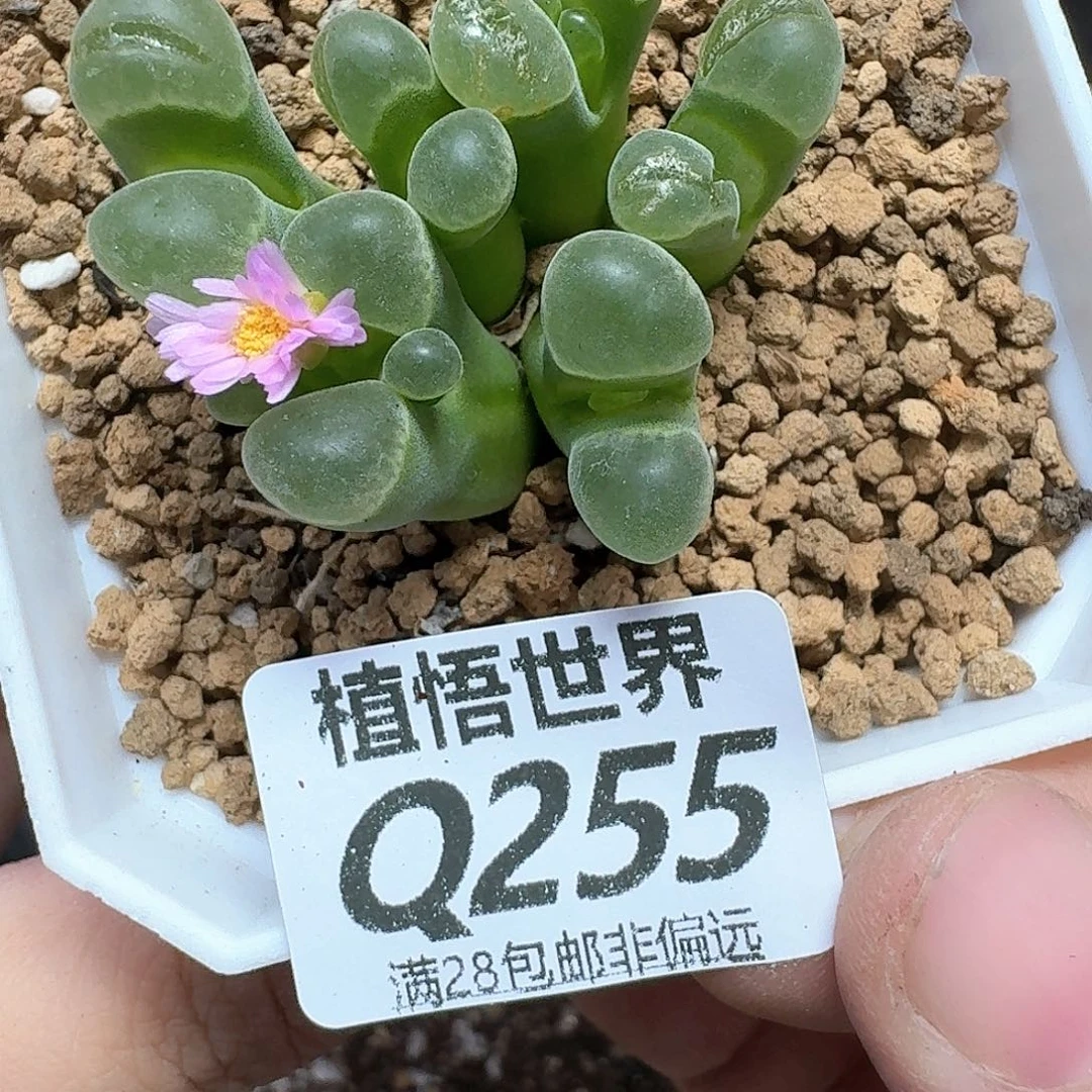 多肉植物的润泽发发