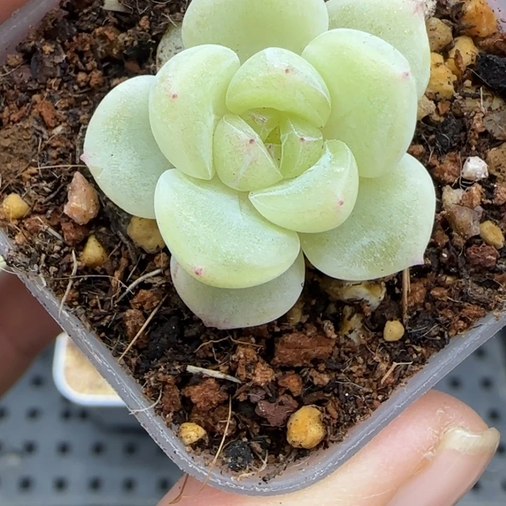 303号财富甜言晗雨