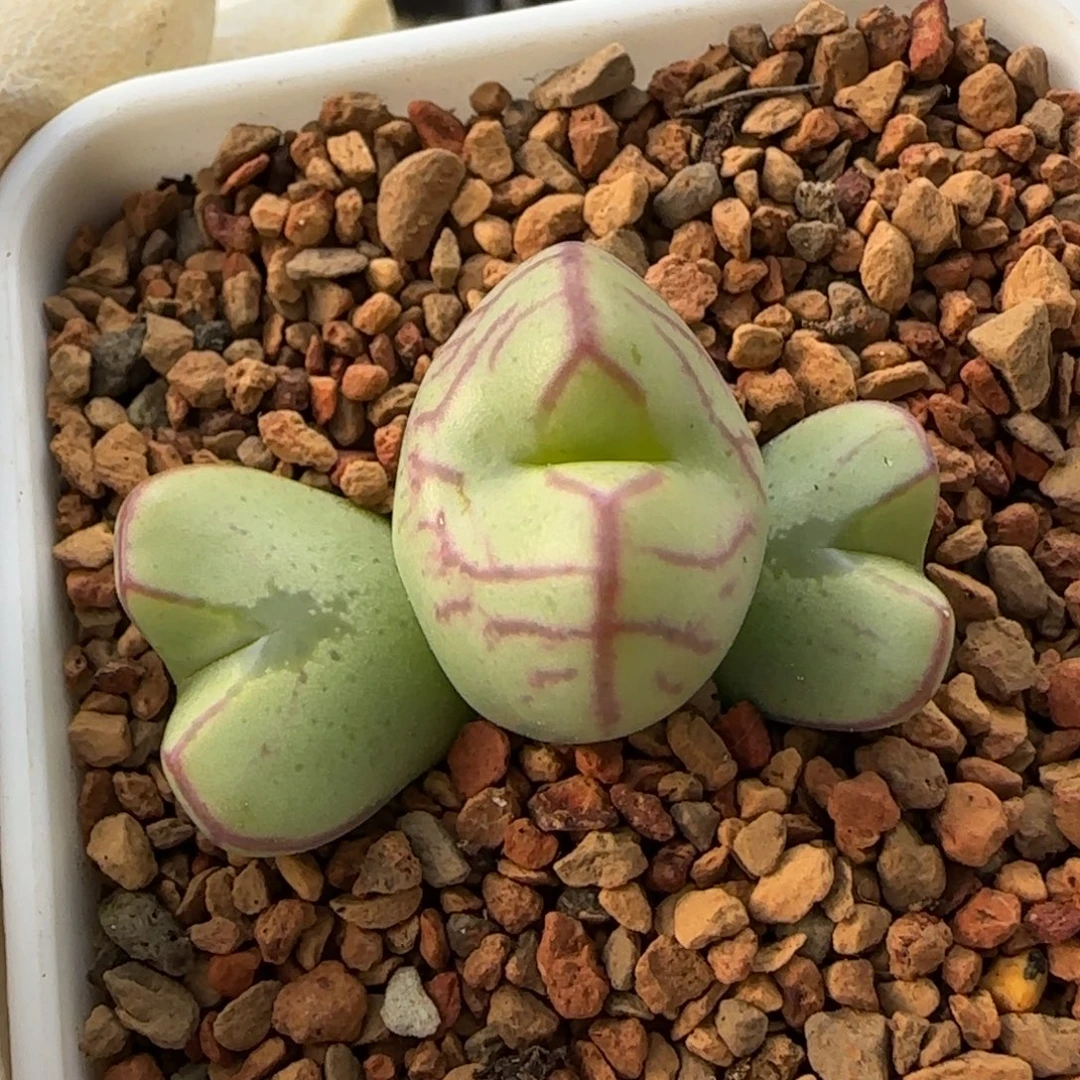 12-14-3-6当天满38包邮黄皮送奶工杂少将2cm脱土