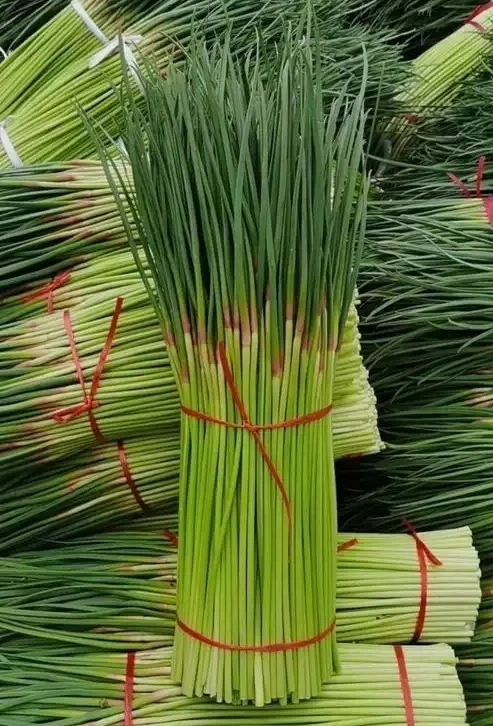 【农家乐】2025新鲜头茬红帽蒜苔蒜毫3斤5斤杜绝冷库货