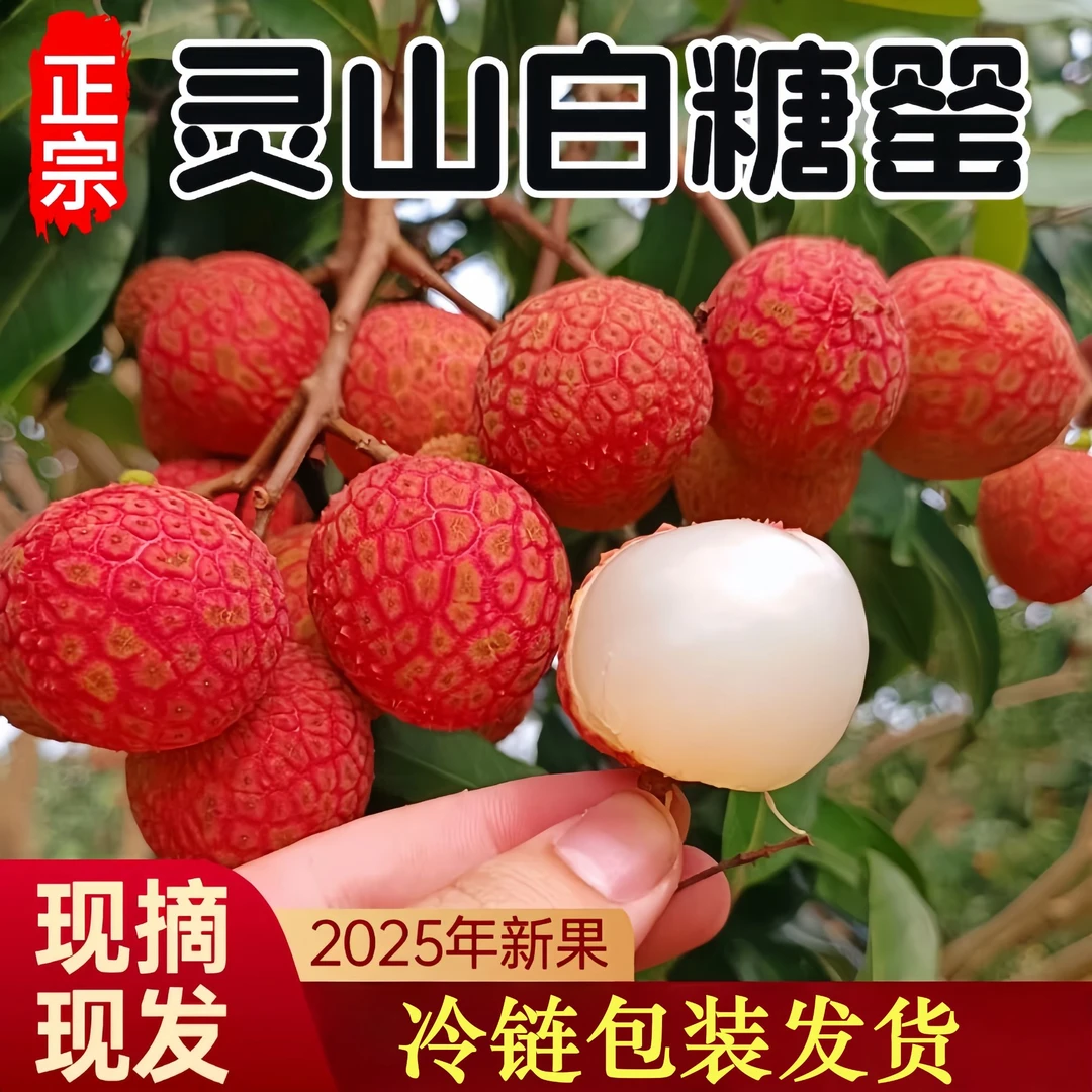 【正宗白糖罂荔枝】新鲜白糖罂荔枝现摘当季荔枝多汁美味水果