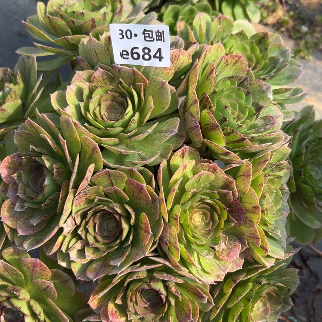 684万拉丝多肉法师