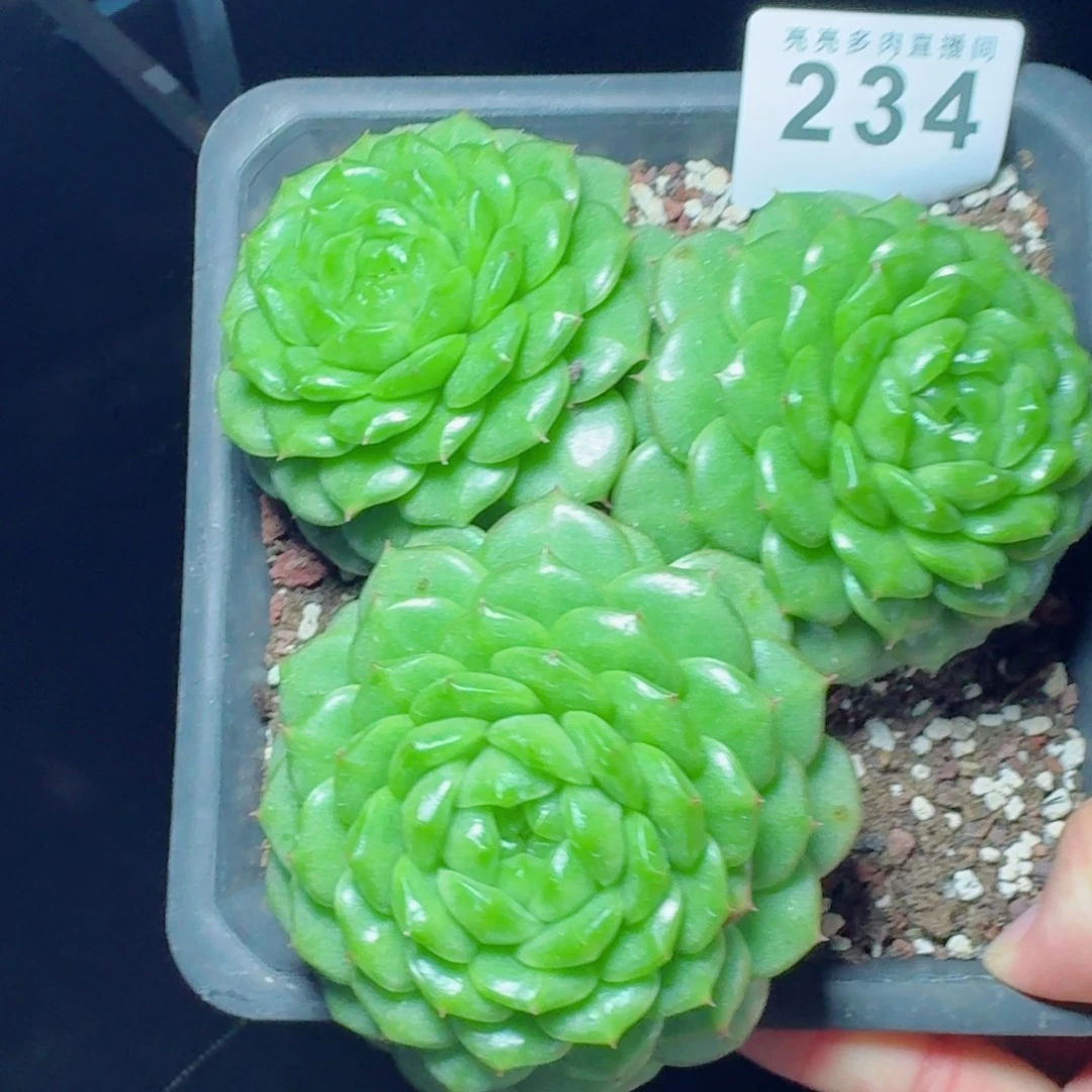 灯泡珍妮            精美多肉植物
