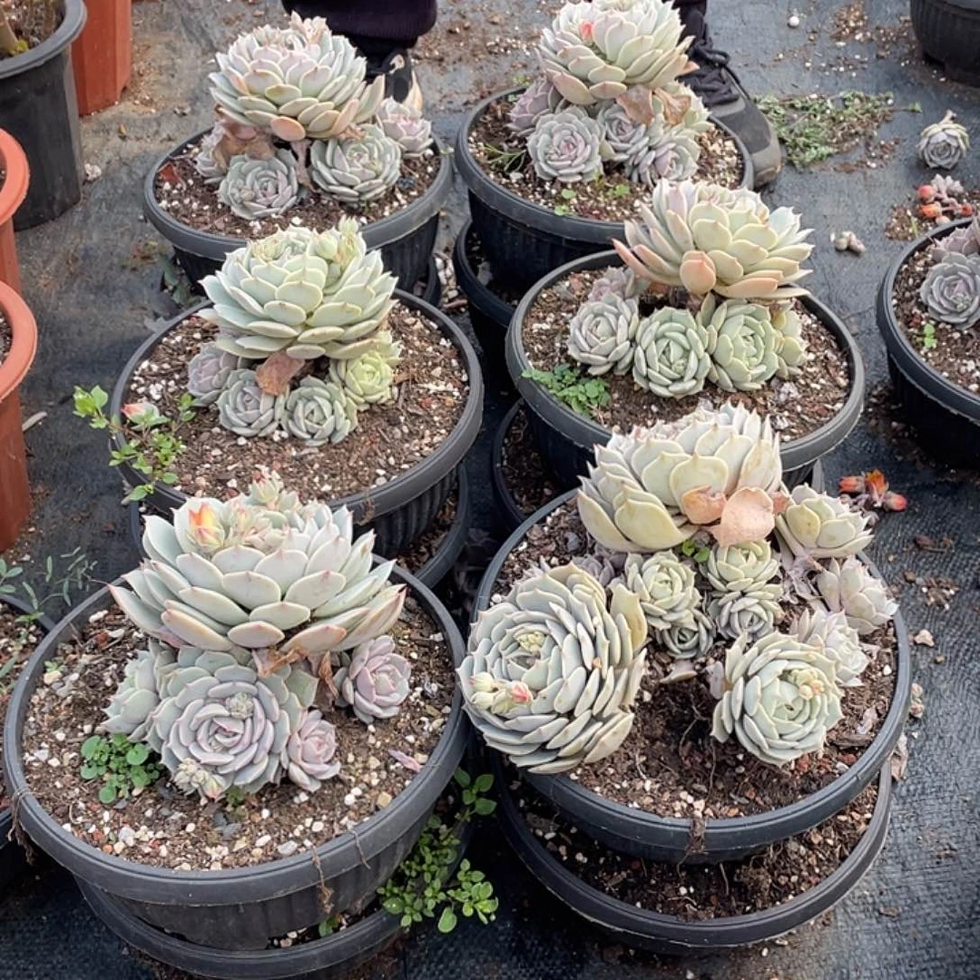 五头起露娜莲9.9米量拍多肉