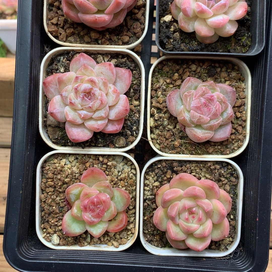 懒羊羊精品一物一拍