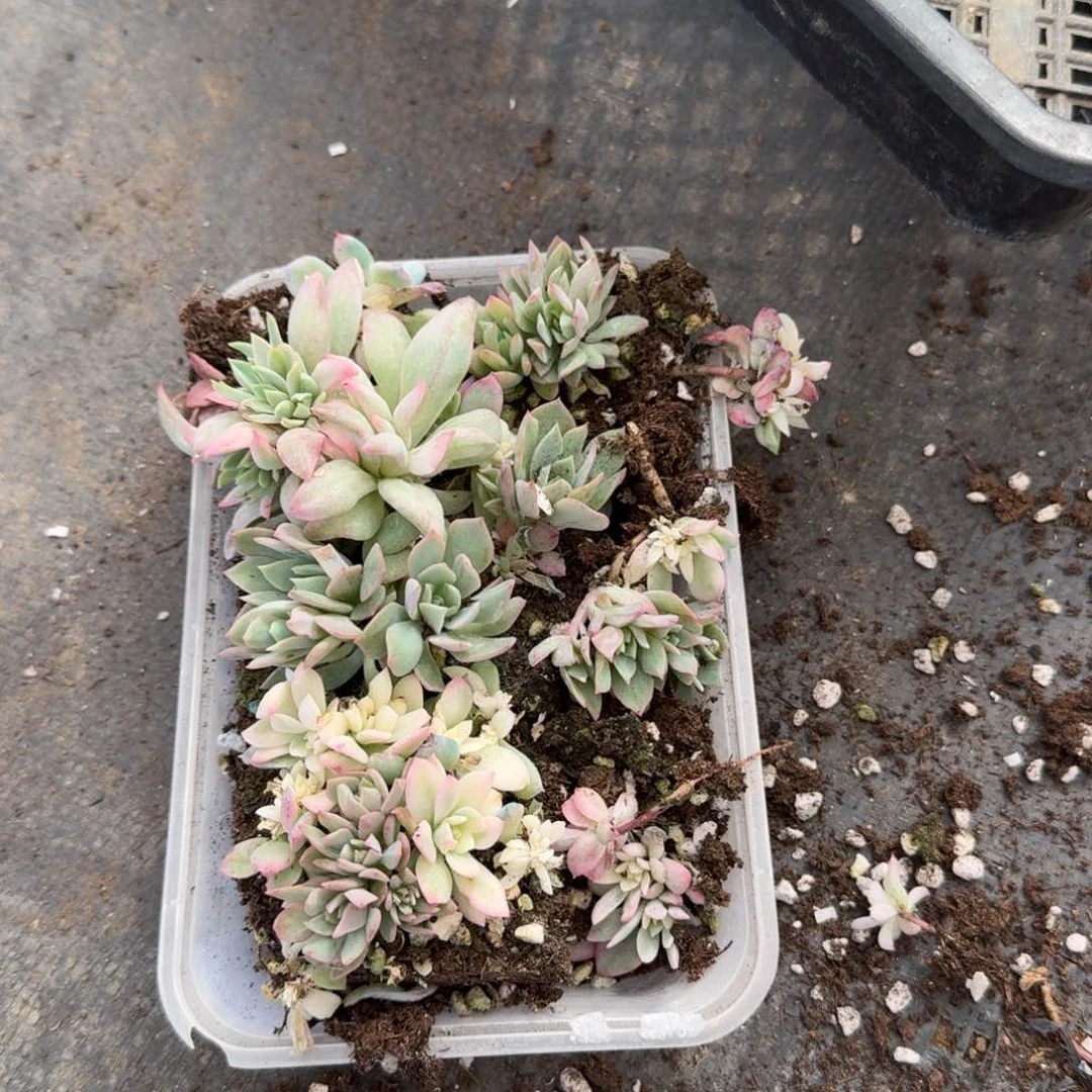蓝安娜火焰杯锦切糕一盒量拍至少三颗富轮锦2-120
