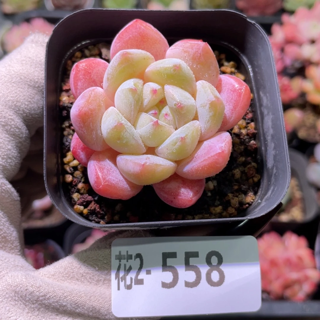 花利美2-558冰糖单头
