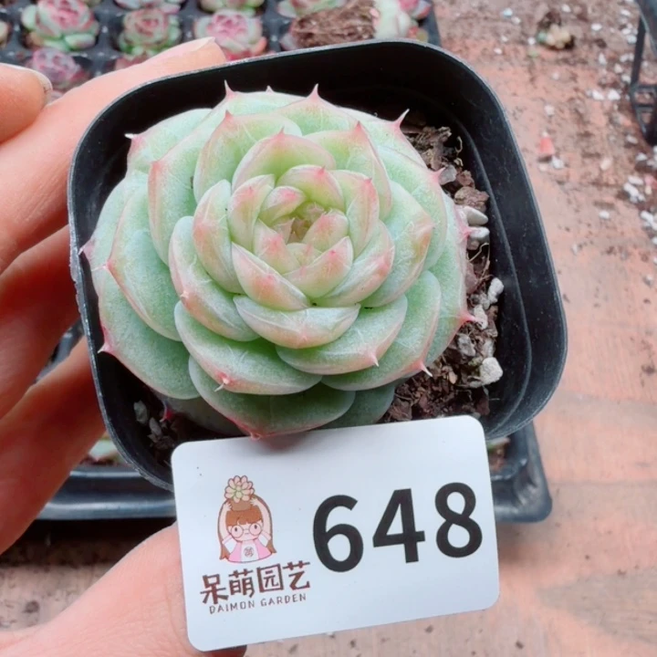 多肉植物多肉植物