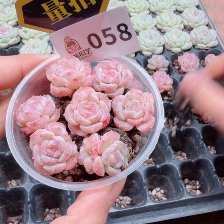 多肉植物多肉植物