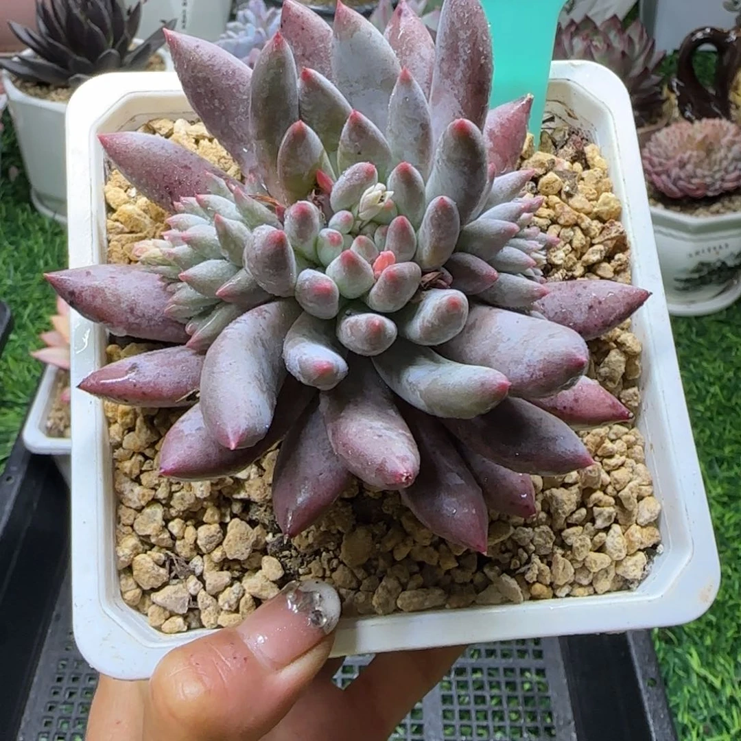 唐二姐多肉编号213