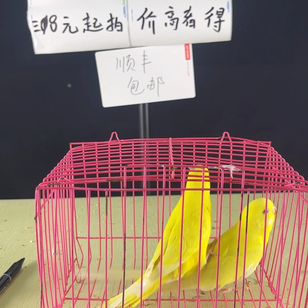 虎皮鹦鹉黄红眼鹦鹉2只