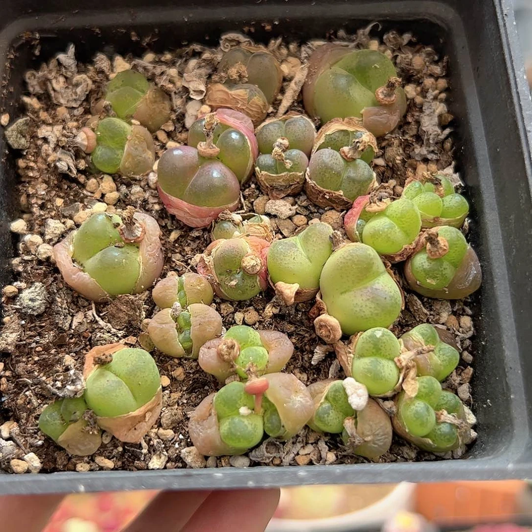 【闪购商品】176 清盒