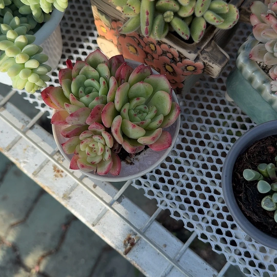 三文鱼带盆多肉植物