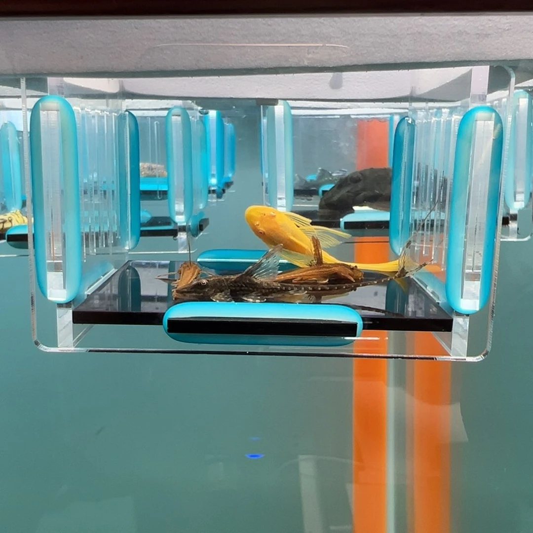 清道夫录完整开箱视频、入缸后不包损4.5-5.5