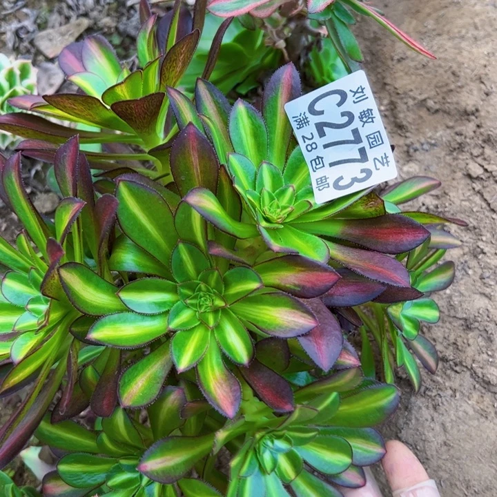 为**醉2773砍头多肉植物法师爱马仕中班