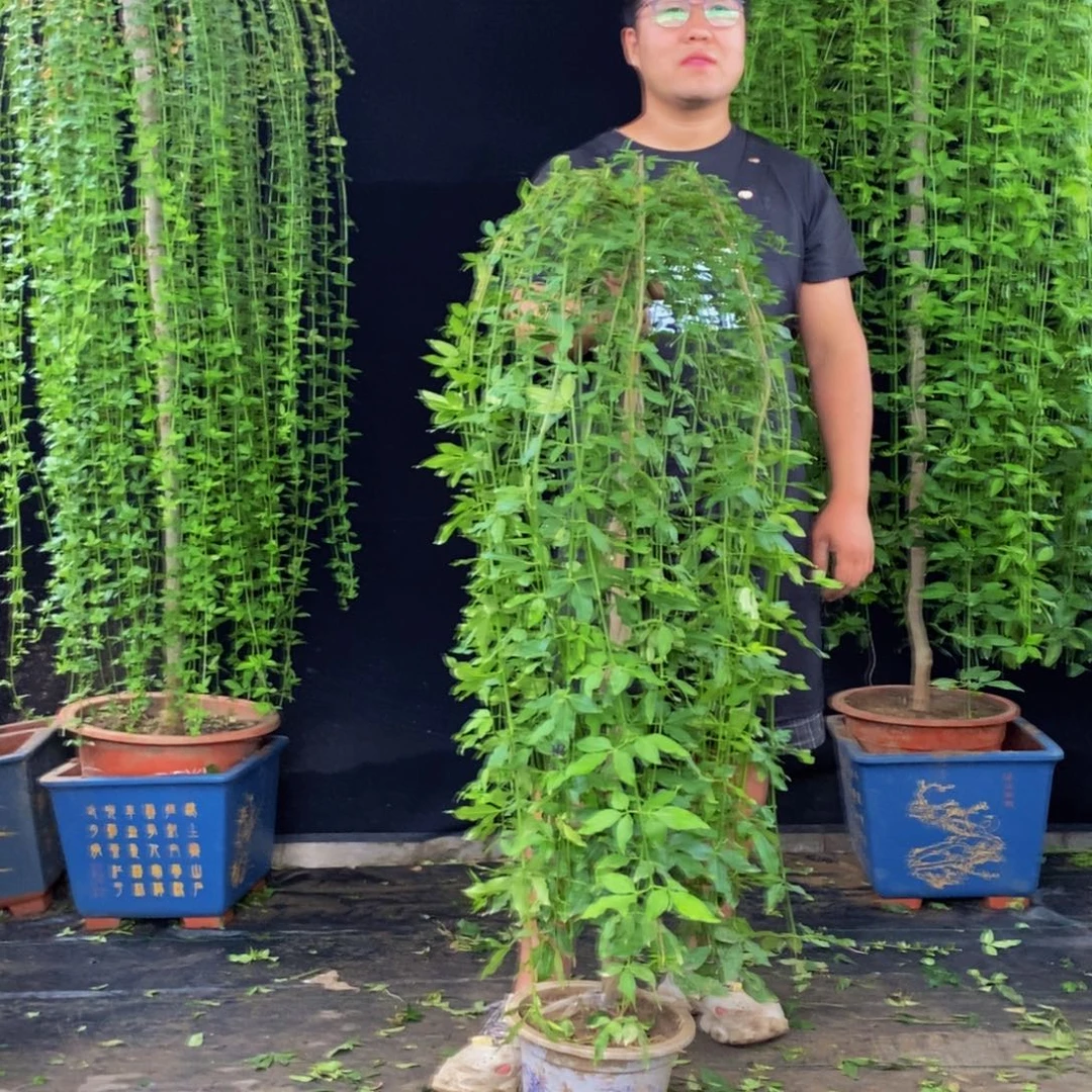 探春花,一物一拍,