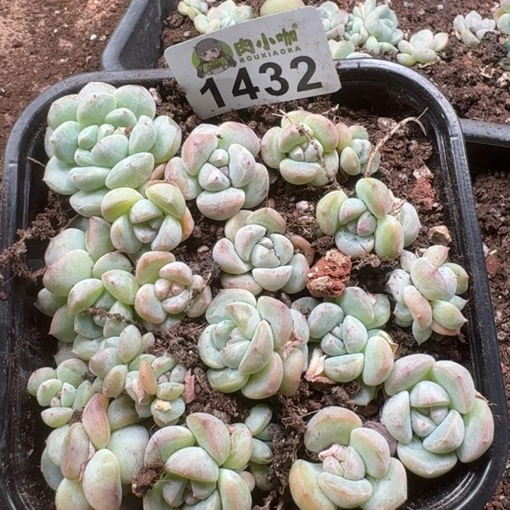 无花朵多肉植物多肉植物