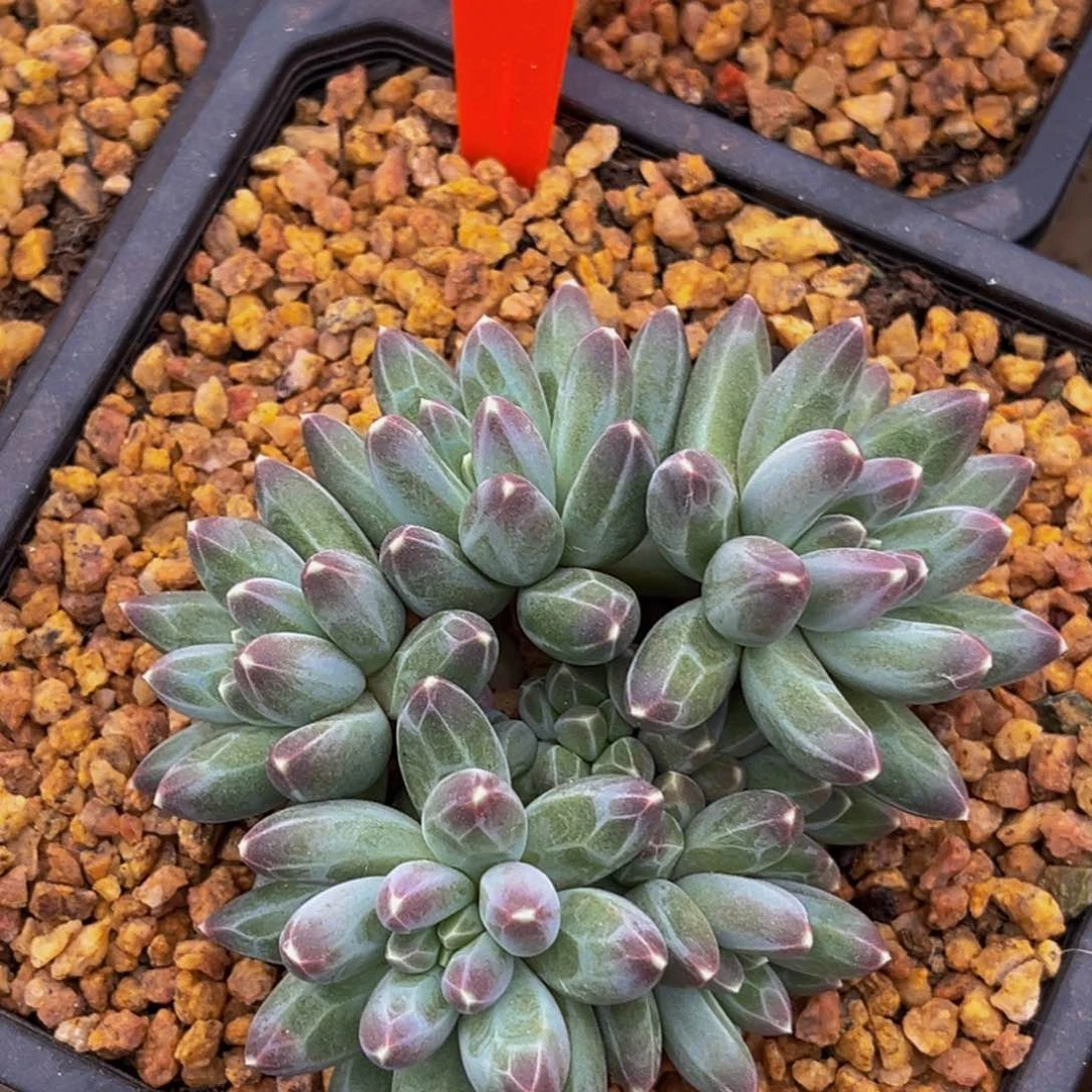 0028号上午多肉植物群生多肉