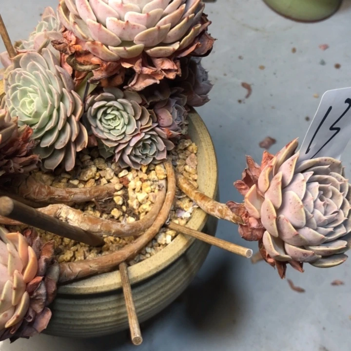 张*然b13////////////////