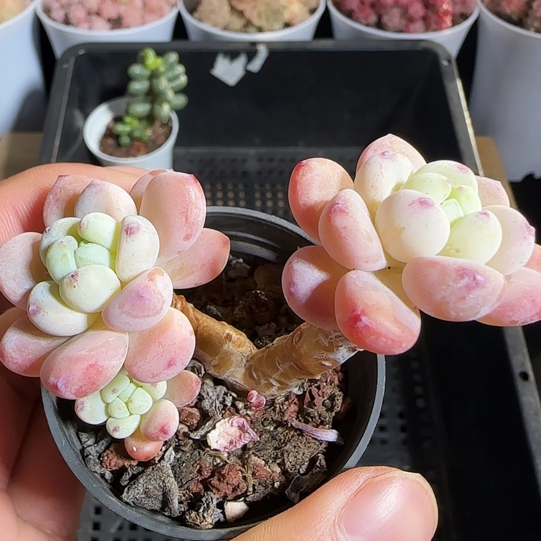 多肉1219-89罗琦小老桩