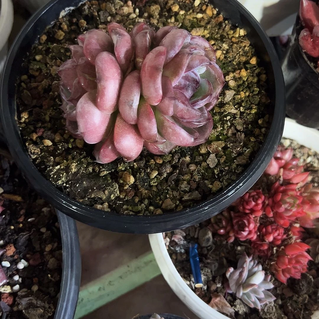 涓***涓黑橙2头群多肉植物