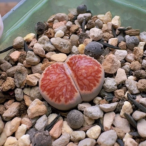 2082菊红窗菊花纹带盆发货