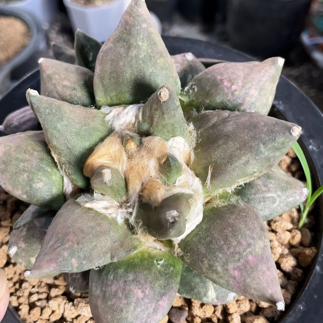 34号自根微黄体龙牙青瓷杂