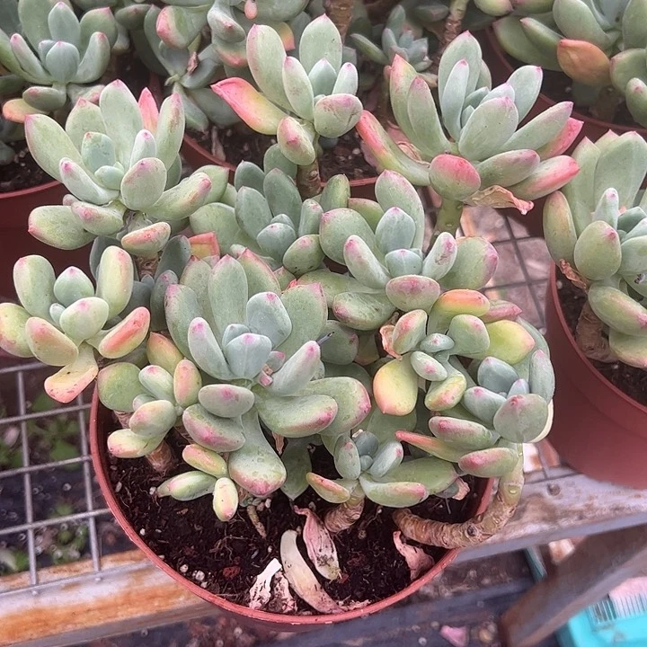 清醒美人多肉植物