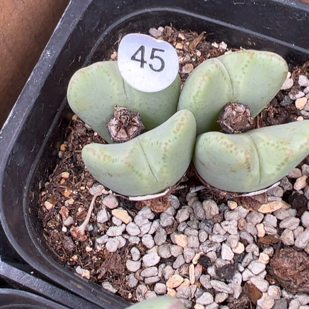 多肉植物111111111111111