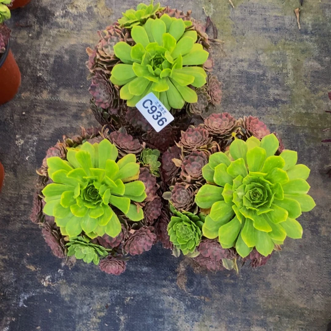 暮***夕三颗多肉植物9360000