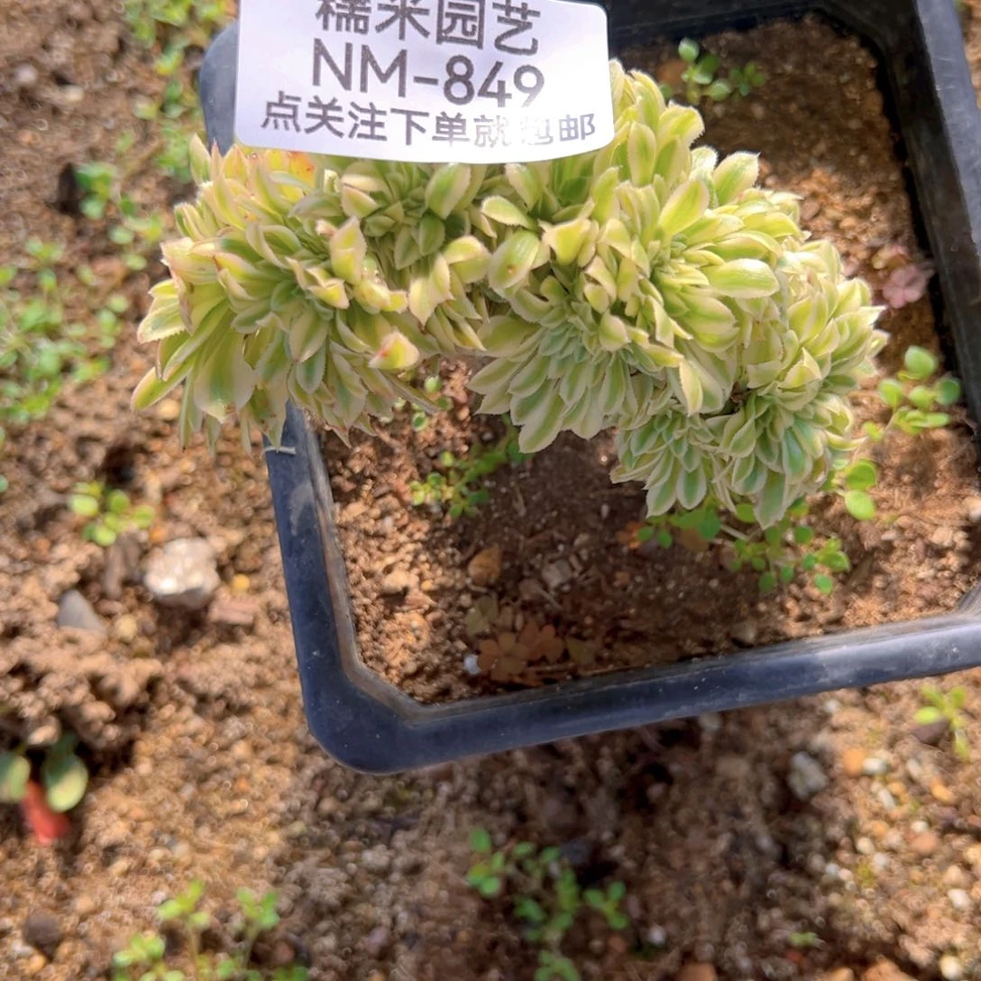 碧玉缀多肉植物849