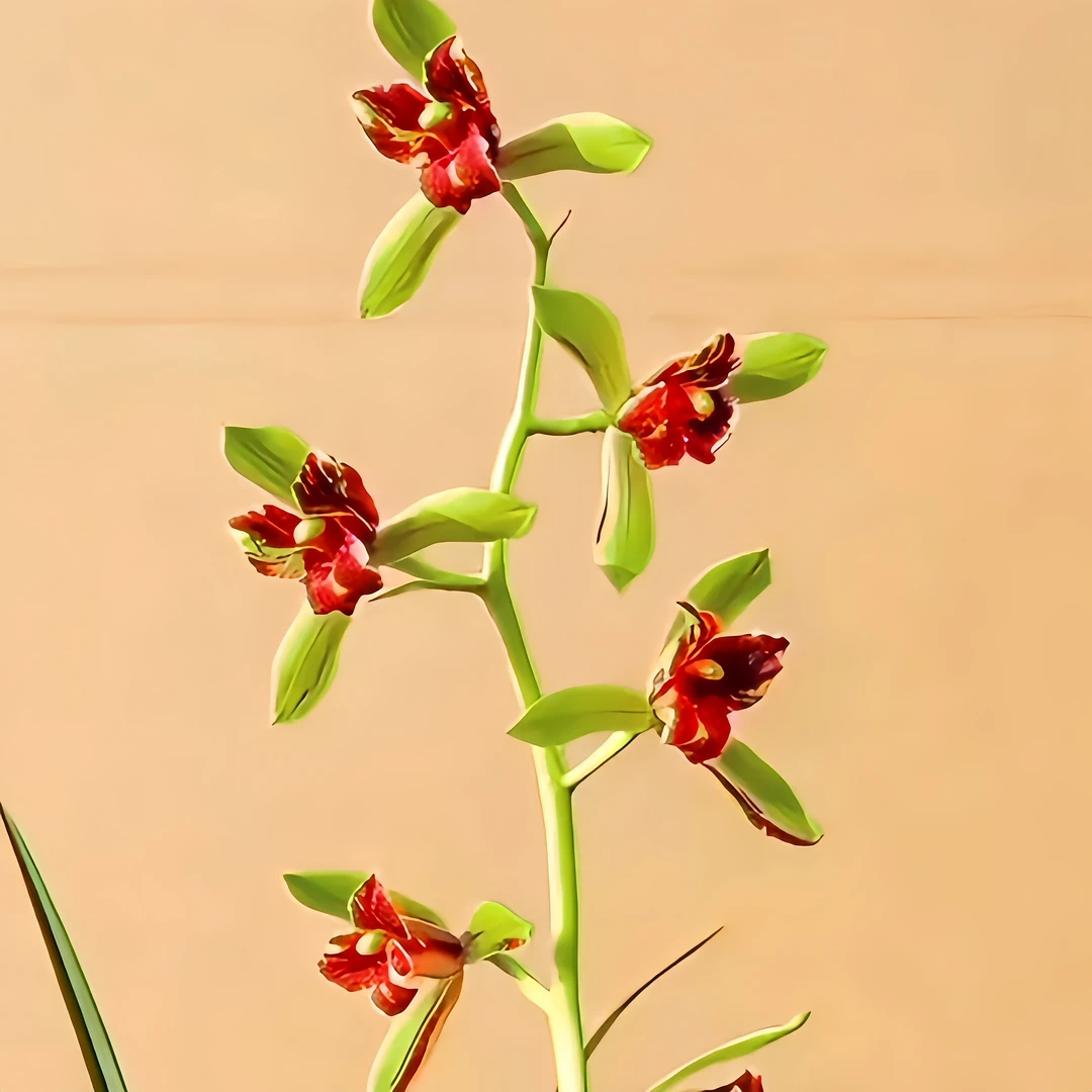 【蕙兰红韵三星】 旭槿兰花高山种植无温室养兰养兰易养