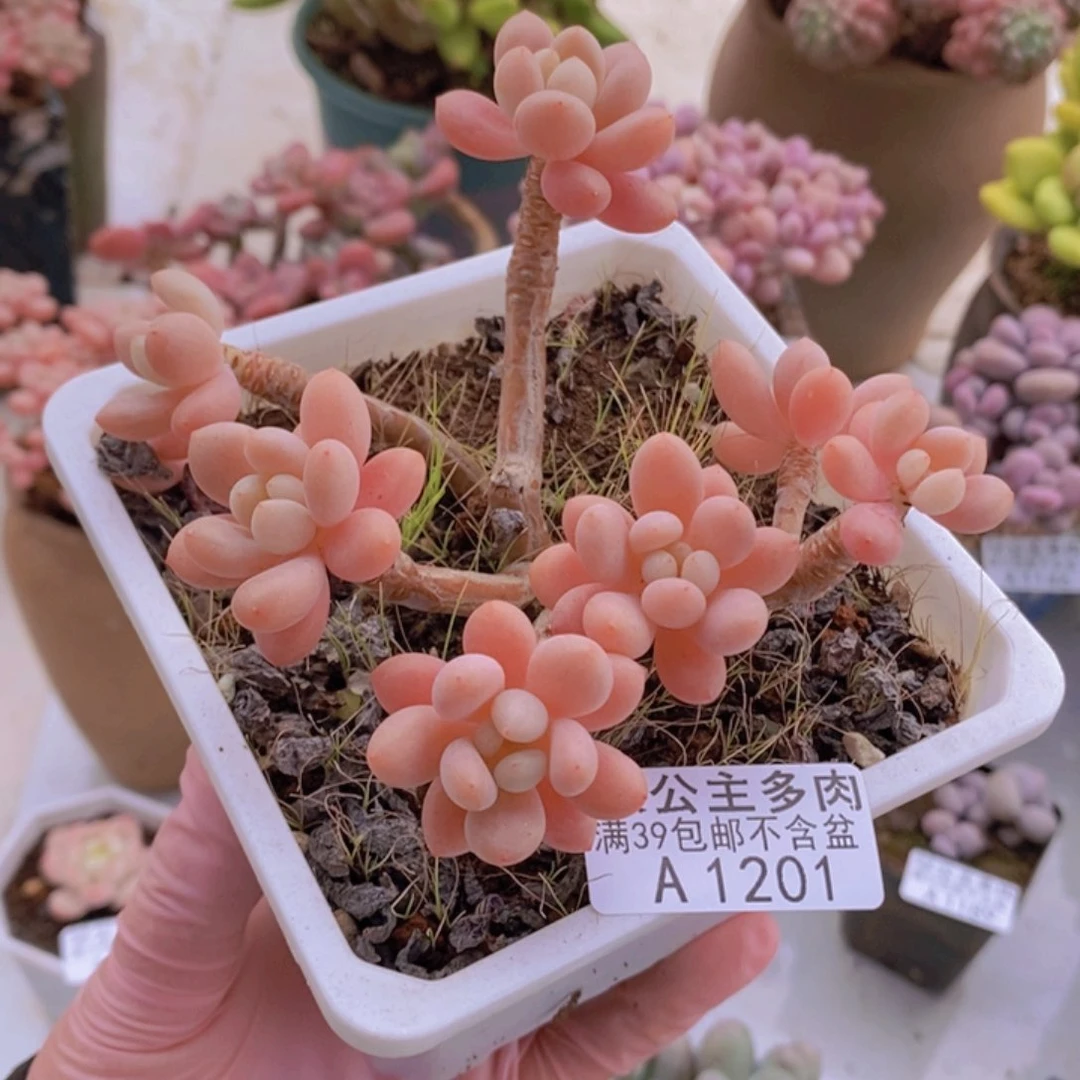 鱼子酱老桩有砍9cm1201多肉植物