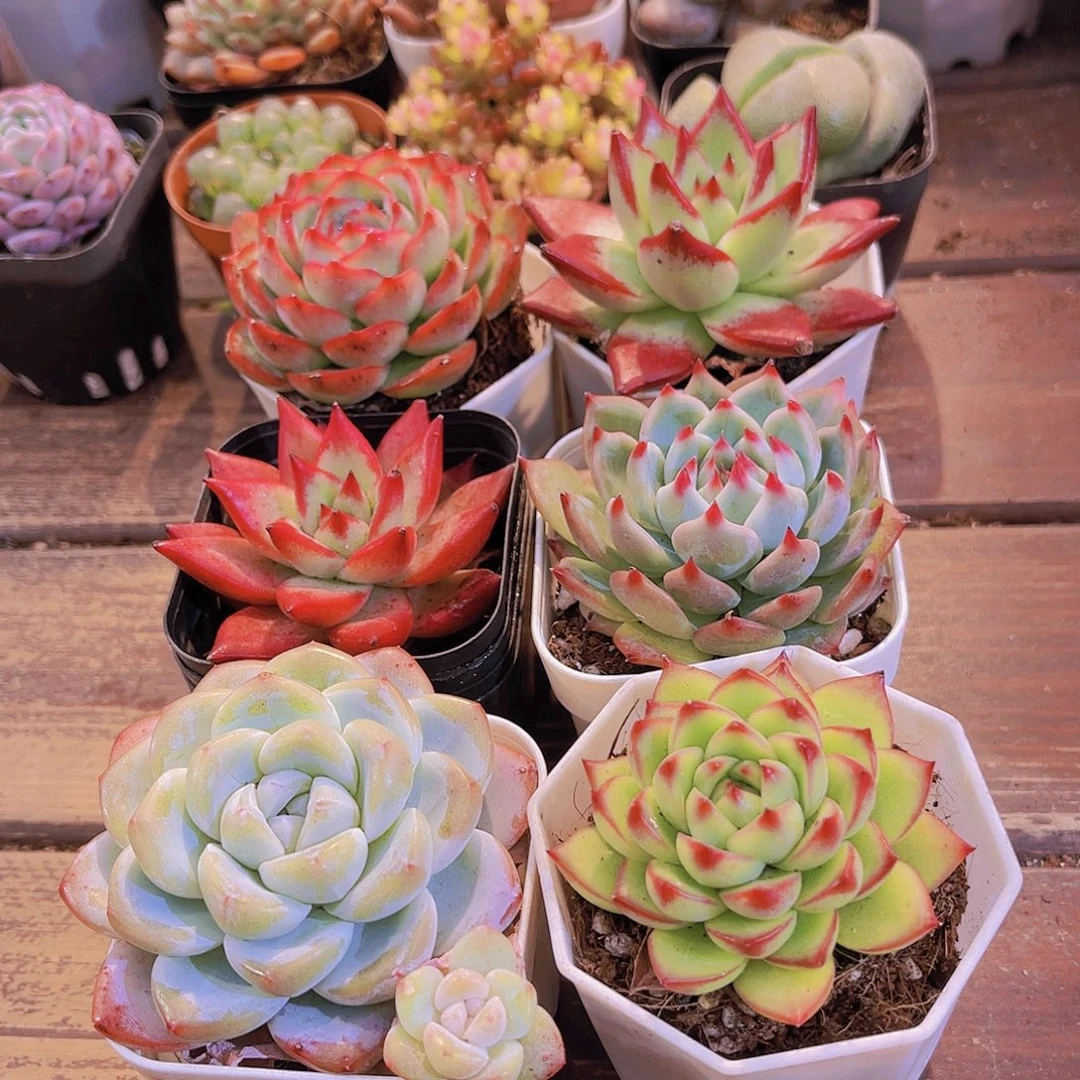 如图6盆带盆土111111111