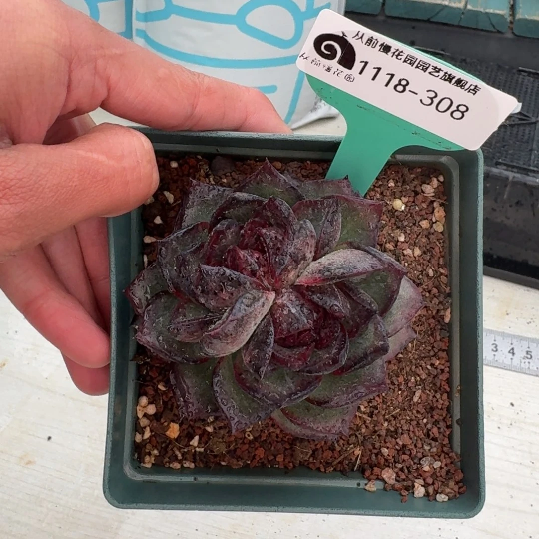 从前慢花园多肉编号1118–308