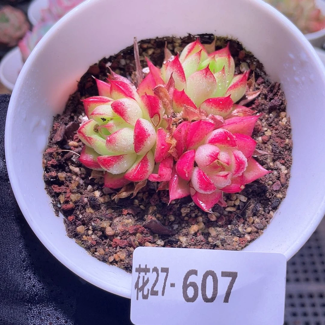 花利美27-607梦幻女王