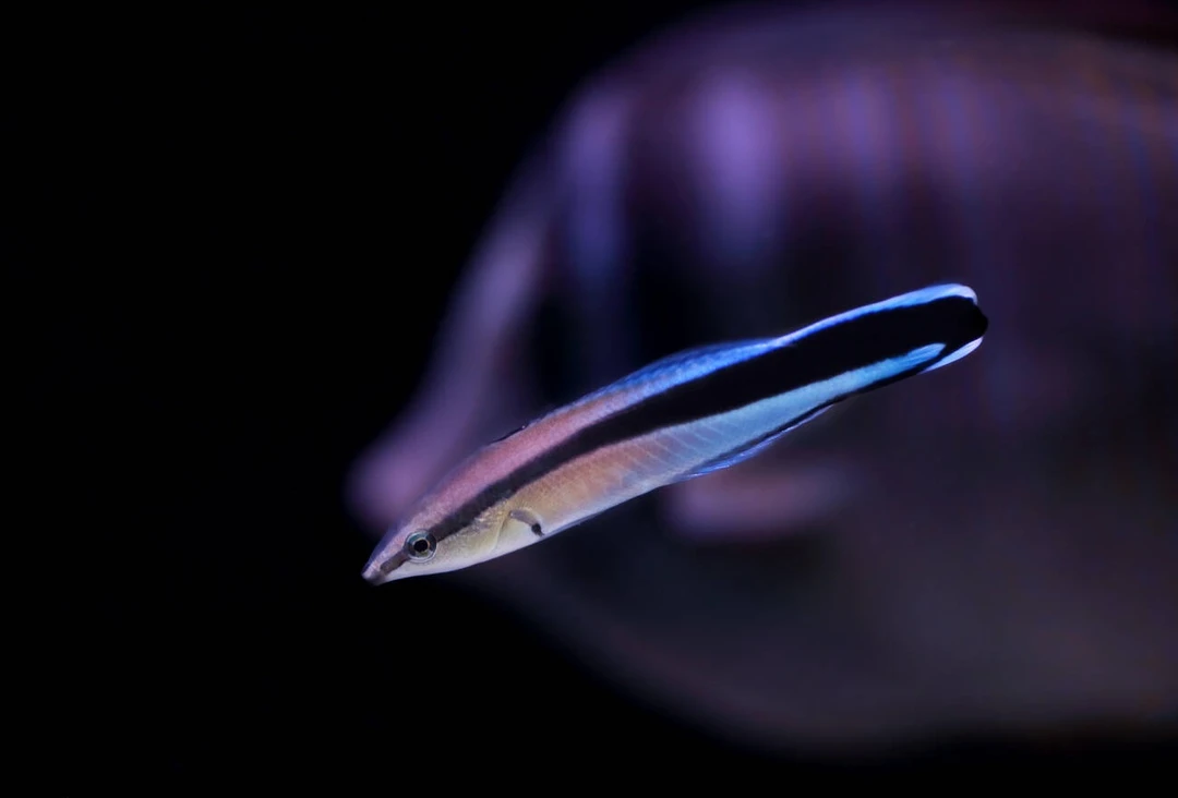 飘飘海水鱼医生鱼观赏鱼活体适合水族箱养殖